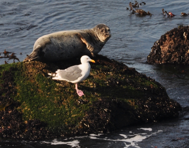 Pacific Grove